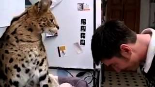 саванна кот атакует  savannah cat attack [upl. by Ordnas]