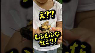 【音量注意】警戒して鳴き続ける○○？？？ 虫取り 虫 蛾 セミinsects クロメンガタスズメ [upl. by Hardwick]