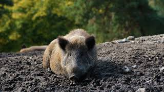 Tierische Lebensmittel sind keine Urlaubssouvenirs [upl. by Lednar]