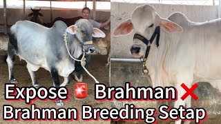 Brahman Breeding Setup Ko Exposed 🚨Kar Diya 😱 Owais Cattle Farm brahman cow surti [upl. by Eca934]