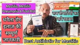 Cefquinome antibiotic  treatment of mastitis in cow amp buffalo  C4 All is different  Dr Ashwani [upl. by Gintz283]