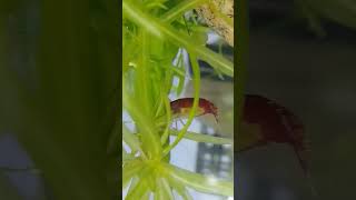 Caridina shrimp carrying eggs ☺ [upl. by Naltiac236]