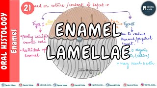 Enamel Lamellae  Enamel cracks  Preeruptive amp Posteruptive Lamellae  Dr Paridhi Agrawal [upl. by Ednil]