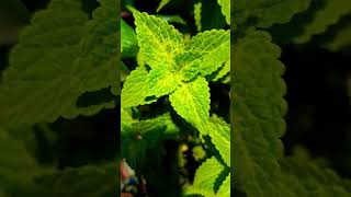 indoorplantplantnursery gardening terracegarde colius plants terrace [upl. by Nedra]