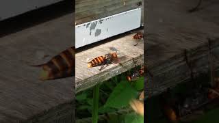 Giant Hornet Stumbles While Attempting to Catch a Japanese Honeybee [upl. by Yalahs57]