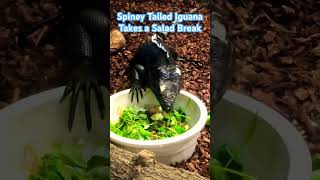 SPINEYTAILED IGUANA Enjoys a Leafy Lunch at the Salisbury Zoo [upl. by Magnuson]