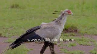 Secretary bird is a prominent amp ungainly groundwalking vulture like avian with tall legs in Africa [upl. by Aigneis230]