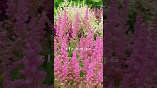 Astilbe Chinensis  Multicolored Flowers  Perennials  Saxifragaceae Family [upl. by Jandy]