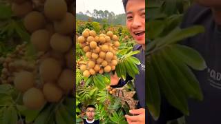 Harvest longan fruit from dwarf varieties sonasmr [upl. by Hebert]