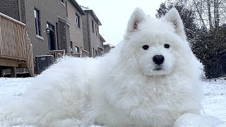 My Samoyed Loves to Stay Still and Enjoy Extreme Cold [upl. by Sasha189]