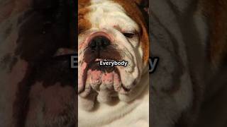 Amazing facts about Bulldogs petlovers pet doglover dog dogs bulldog animals puppy shorts [upl. by Sset188]