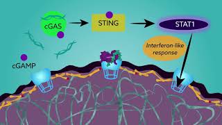 New research brings causes of progeria into closer focus [upl. by Yecats171]