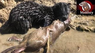 My Mink Brocc and Rocky Hunting Muskrats [upl. by Philpot]