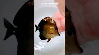 Big size Scopas Tang fish amp Anthias fish marineaquarium saltwateraquarium marinefishtank [upl. by Meelas]