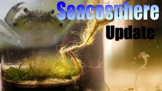 Huge Natural Saltwater Ecosphere  45 month update  So much life A complete succes [upl. by Moody]