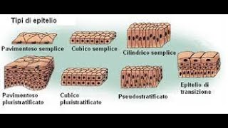 Istologia Gli Epiteli di Rivestimento [upl. by Hamburger]