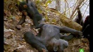 Documental Chimpances Homenaje a las madres del mundo animal 817 [upl. by Ayokal647]