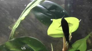 Corydoras black venezuela laying eggs [upl. by Leanor890]