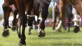 ‘The best horse wins’ Shayne O’Cass breaks down Cox Plate odds [upl. by Ariajay]