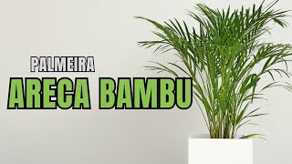 ARECA BAMBU Dicas atualizadas [upl. by Gelasius992]