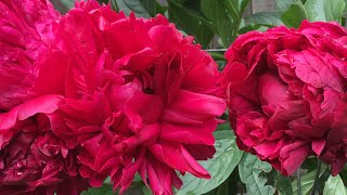 Felix Crousse Peony  Beautiful Paeonia lactiflora Felix Crousse 2 ❤️ [upl. by Lapo]