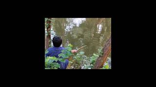 Best Fishing In The Pond village fishing hookfishing viral shortsriver fishing [upl. by Ahsercal]