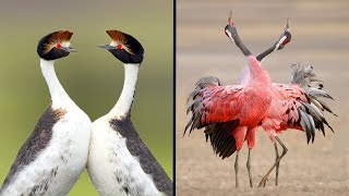 25 Birds With The Best Mating Dances In The World [upl. by Arvin]