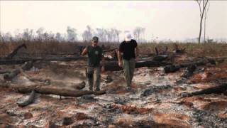 How Brazil is halting deforestation in the Amazon [upl. by Negroj533]