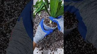 How to propagate Dracaena Compacta Dracaena fragrans with stem in soil Plantpropagation [upl. by Aytak]