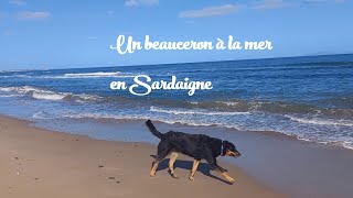 Un beauceron à la mer en Sardaigne [upl. by Belinda865]