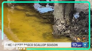 Pasco scallop season paused after toxins detected in the Gulf of Mexico [upl. by Aluin]