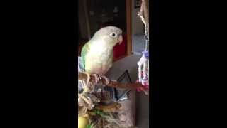 Conures singing [upl. by Atikaj]