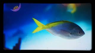 CBeebies Daydreams Little Daydreams 1 Peaceful Dolphins 8mm [upl. by Yamauchi]