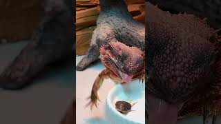 Compilation of BEARDED DRAGONS DEVOURING DINNER [upl. by Aneekas]