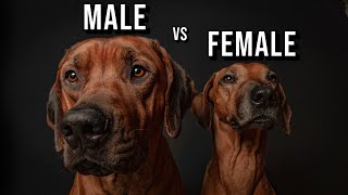 Male vs Female Rhodesian Ridgeback Which One Should You Get [upl. by Schuler486]