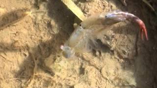 Fairy Shrimp Chirocephalus diaphanus [upl. by Ecerahs]