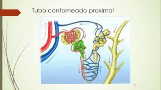 RENAL  Histología y función de la nefrona [upl. by Inalaek]