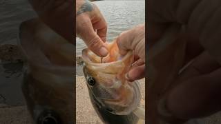 BIG Largemouth Bass THRASHES A Nightcrawler bassfishing largemouthbass fishing [upl. by Atte380]