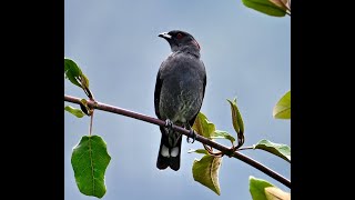 Red crested Cotinga 紅冠傘鳥 [upl. by Barcellona710]