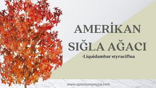 BİTKİ ANSİKLOPEDİSİ  AMERİKAN SIĞLA AĞACI  LİQUİDAMBAR STYRACİFLUA NEDİR ÖZELLİKLERİ NELERDİR [upl. by Tound]