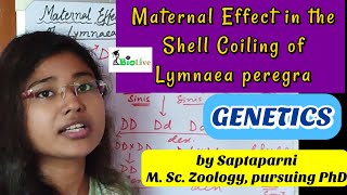 Maternal Effect in Shell Coiling of Lymnaea peregra UG Zoology B Sc Zoology [upl. by Lorre]