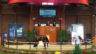 セレクトセール2014高額馬紹介【No41チャールストンハーバーの2013父ダイワメジャー】 [upl. by Lally]