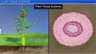 Meristematic Tissue [upl. by Elmajian]