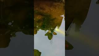 Guppy fish breeding fish tamil [upl. by Marlen]