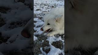 Samoyed family playing in the snow before it all melts dogshorts [upl. by Eirelav]