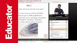 Onion Root Tip Mitosis Lab [upl. by Fauman]