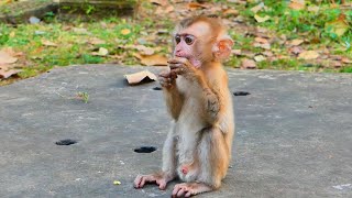 Poor little abandoned monkey looking to lovely got food from everyone [upl. by Post]