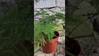 Bonsai  Asparagus Fern 文竹 [upl. by Annette]