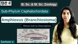 Amphioxus Branchiostoma  External amp internal morphology  In Hindi  B Sc amp M Sc Zoology [upl. by Mariken]