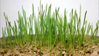 Wheat Growing Time Lapse [upl. by Noiro421]